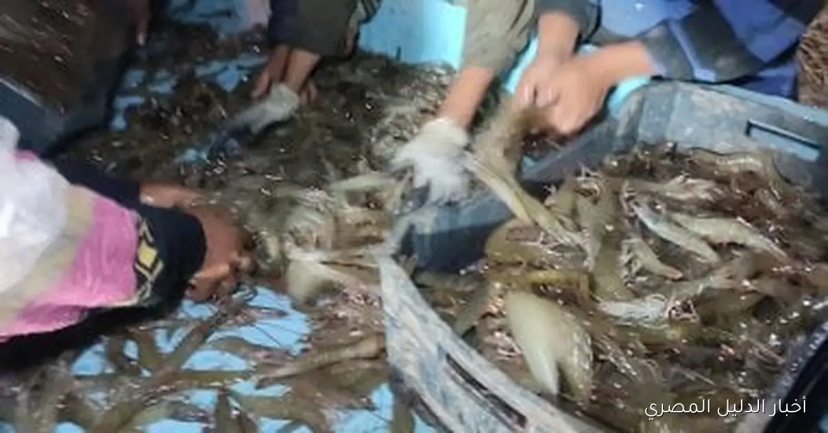 <p><strong>إشراقة الأمل: نجاح حصاد أحواض الاستزراع البحثي للجمبري في محطة المكس</strong></p>