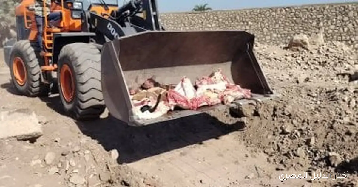 إعدام عجل يزن نصف طن في الأقصر بسبب إصابته بالصفراء وتضخم الطحال