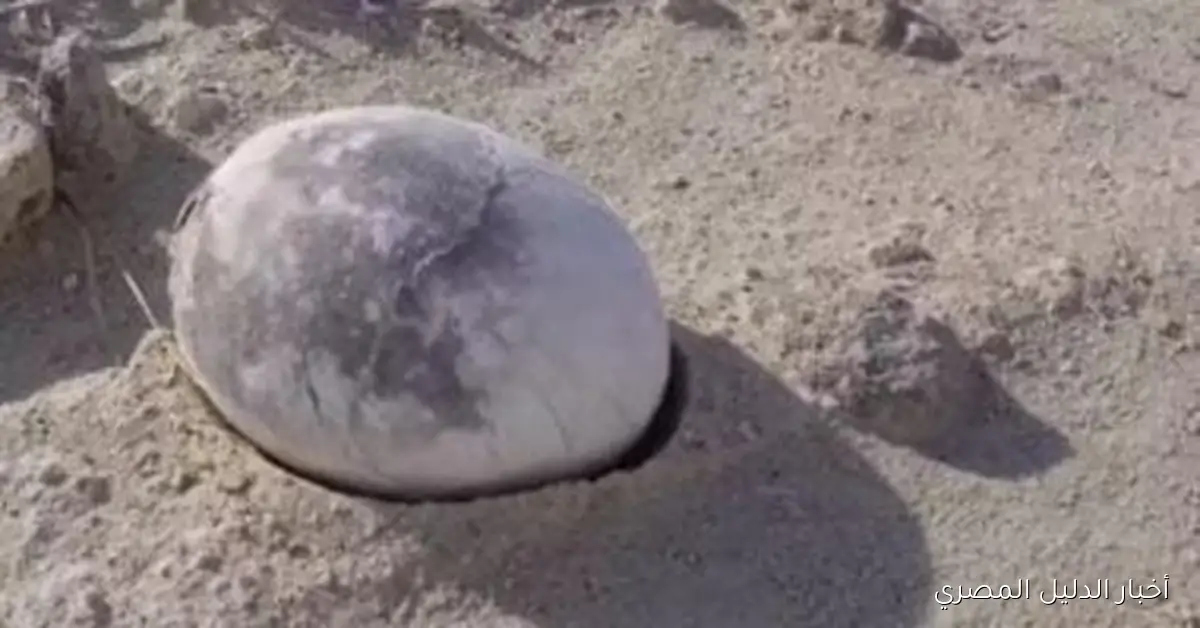 اكتشاف مذهل في الأرجنتين: بيضة ديناصور شبه سليمة تعود إلى 70 مليون عام تثير اهتمام العلماء