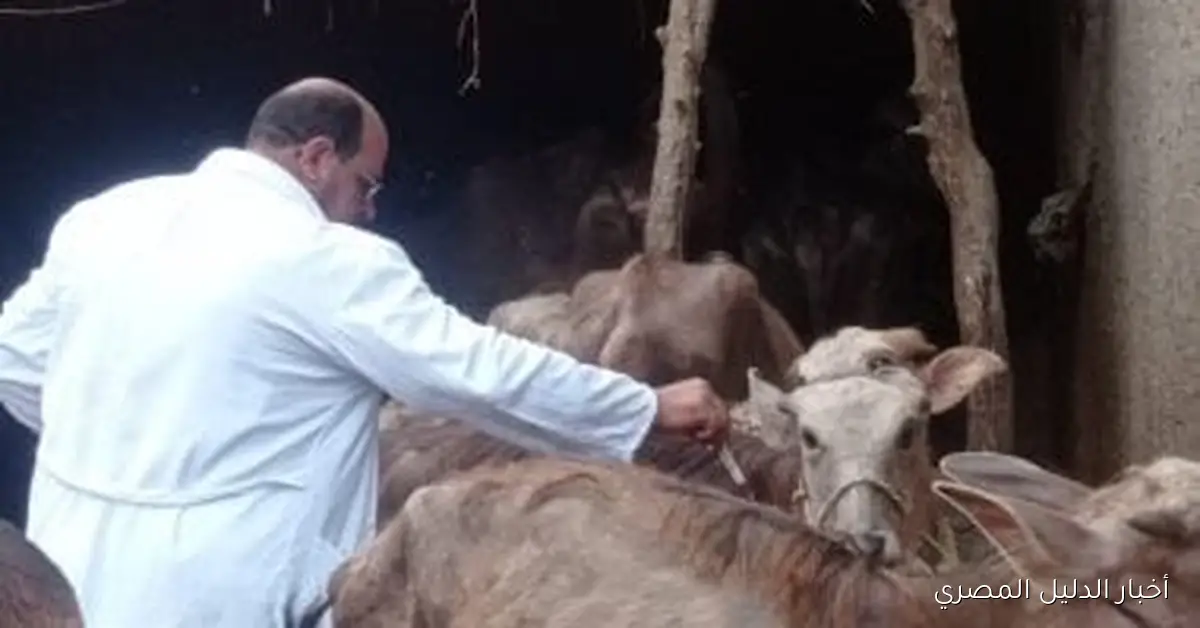 السبت المقبل: بدء الحملة القومية الثالثة لتحصين الماشية في محافظة الفيوم