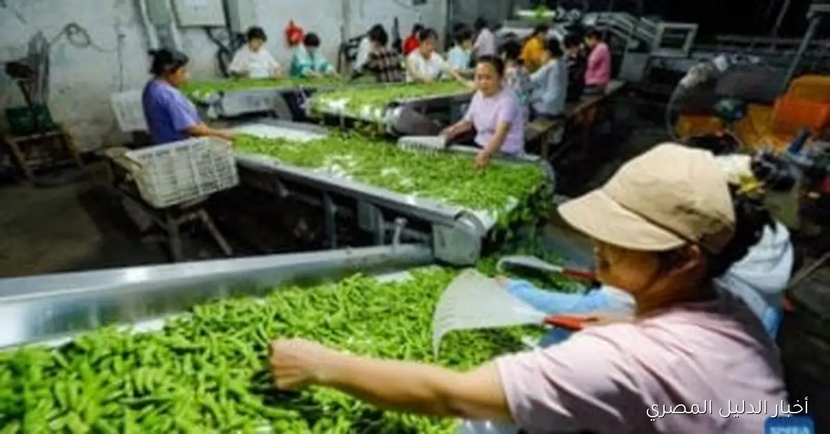 <p><strong>الصين توقف واردات فول الصويا من الولايات المتحدة للمرة الأولى منذ 2018</strong></p>