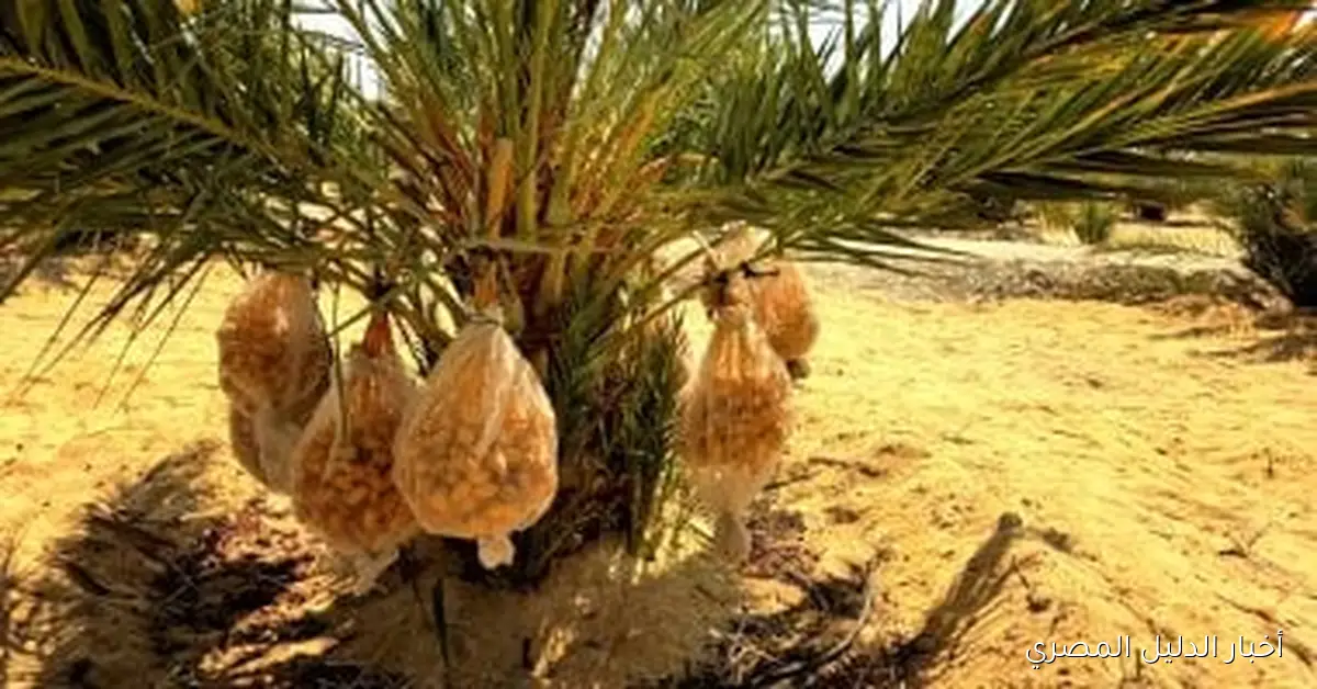 الوادي الجديد: إنجاز زراعة 5 ملايين شجرة نخيل بحلول نهاية العام الجاري