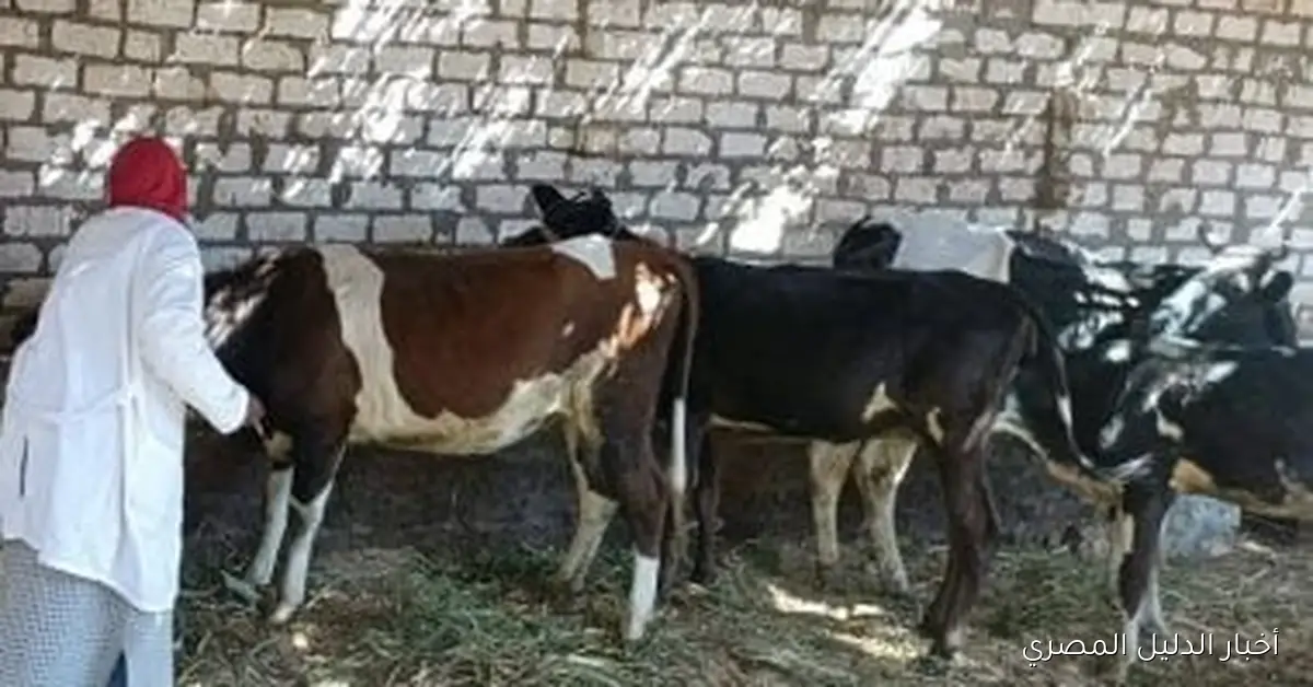انطلاق الحملة القومية الثالثة لتحصين الماشية ضد الأمراض الوبائية في الشرقية يوم السبت المقبل