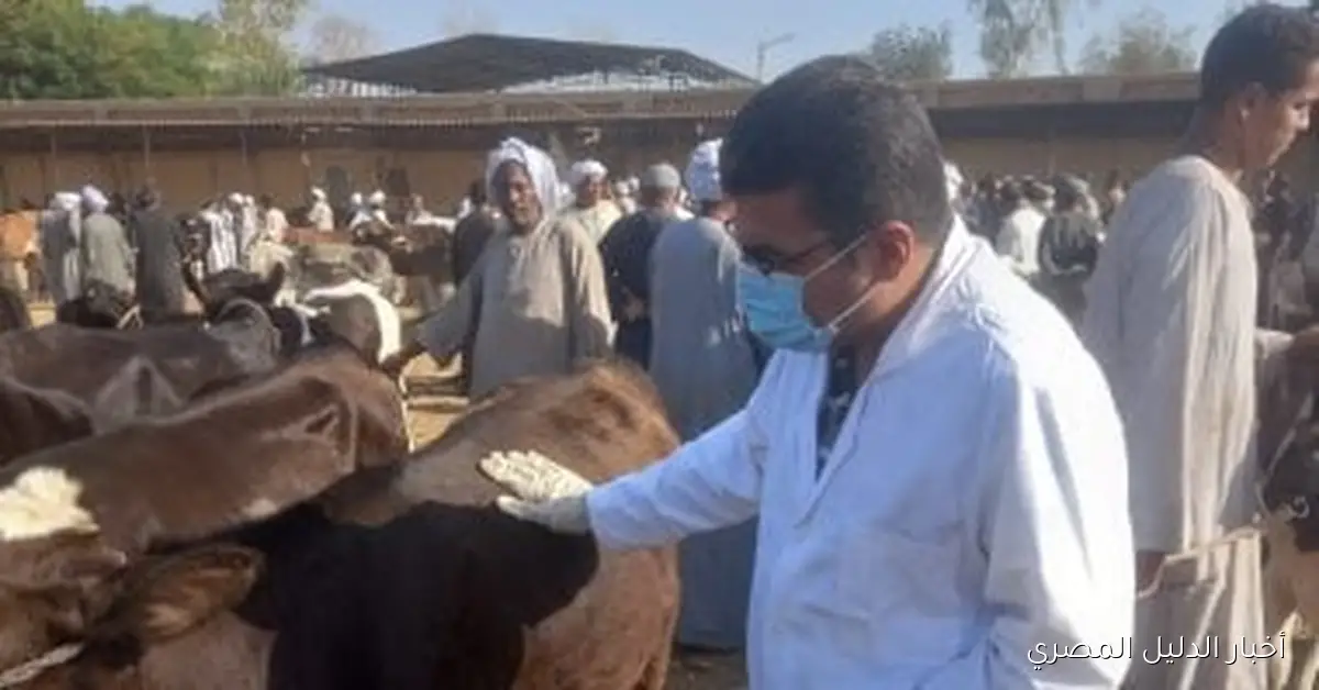انطلاق الحملة القومية لمكافحة الحمى القلاعية في محافظة البحيرة: تفاصيل الفعاليات والأهداف