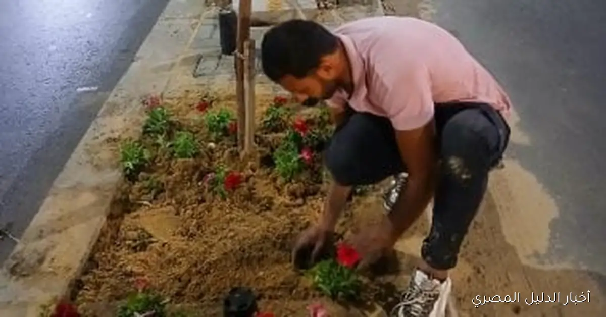 <p><strong>انطلاق زراعة الجزيرة الوسطى في مشروع توسعة شارع أبو قير بالإسكندرية</strong></p>