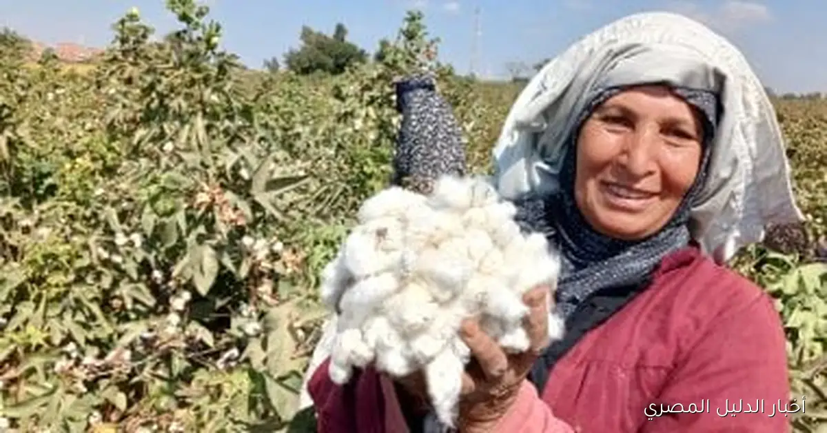 بداية مزاد محصول القطن بالشرقية بـ9000 جنيه ل23 ألف فدان