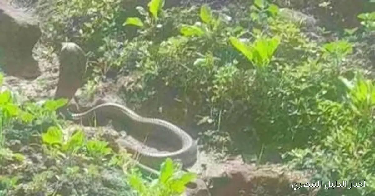 تداول صور لكوبرا في المحلة: مديرية الطب البيطري تدعو إلى ضرورة التحقق قبل نشر المعلومات