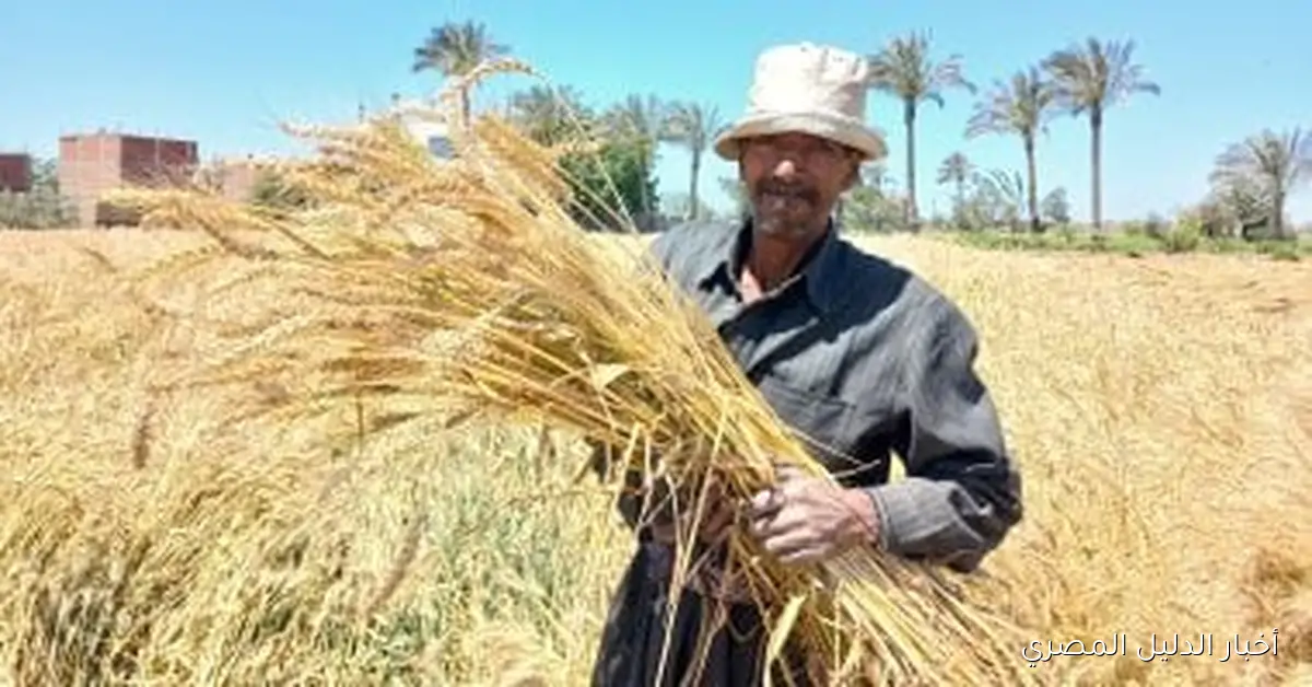 جهاز الإحصاء: ارتفاع إجمالي المساحة المنزرعة بنسبة 2.7% في عام 2023/2024