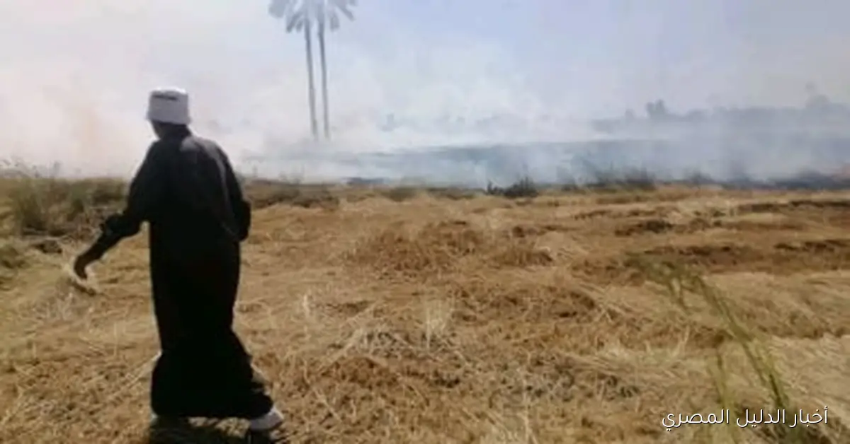 جهاز البيئة بالشرقية يضاعف جهوده الميدانية ويحرر 189 محضرًا ضد حرق قش الأرز