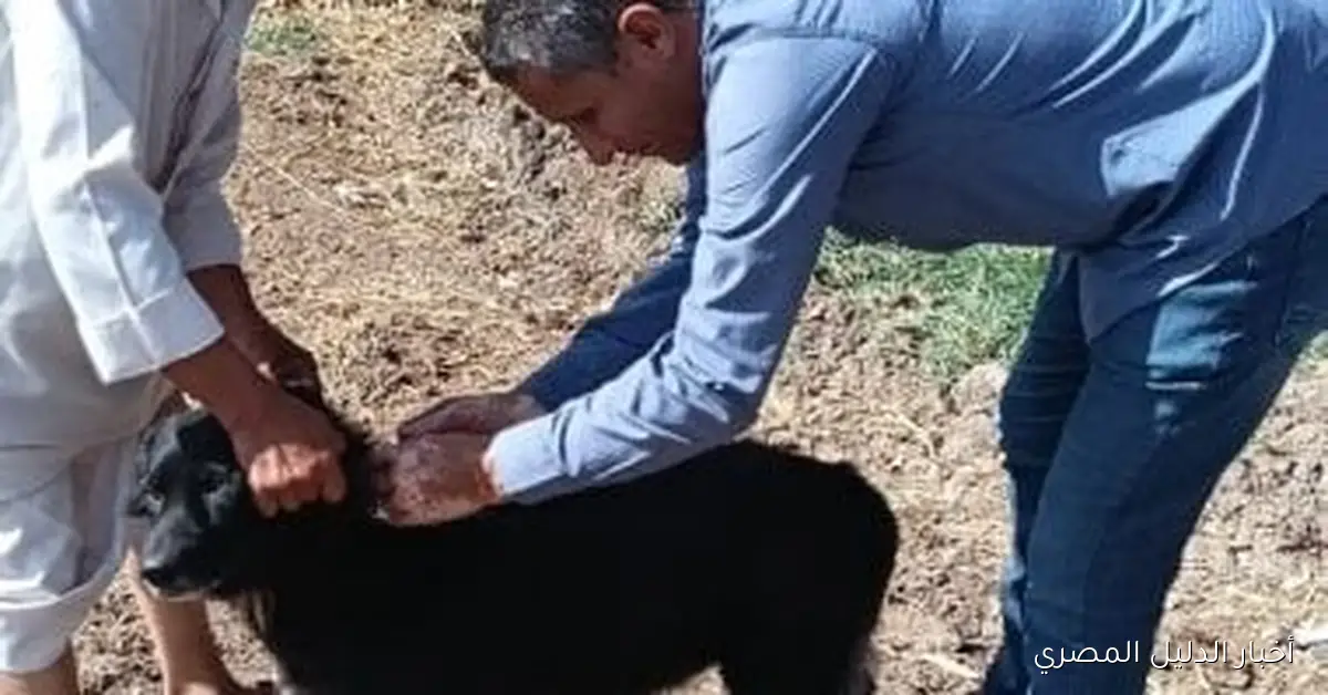 حملة ميدانية لتطعيم الكلاب ضد داء السعار في كفر الشيخ