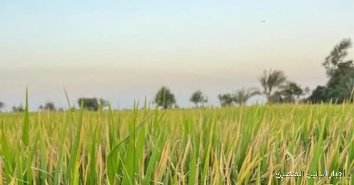 زراعة الأرز البسمتي للمرة الأولى في شمال محافظة الدقهلية: فيديو يبرز التجربة الجديدة