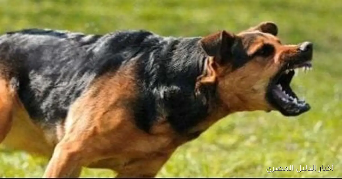 سكان قرية العليمات في قنا يتعرضون لهجوم كلب مسعور يُسفر عن إصابة ثلاثة أشخاص