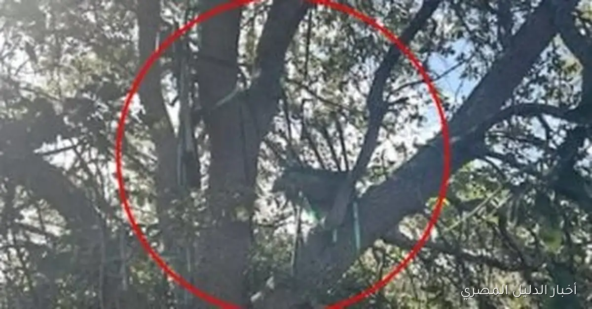 <p><strong>صورة منصة قنص على طريق طائرة ترامب تثير القلق بعد كشفها</strong></p>