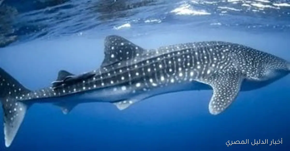 غواصة العملاق: القرش الحوتي الذي يكفي لإطعام 14 ألف شخص في شباك غزة