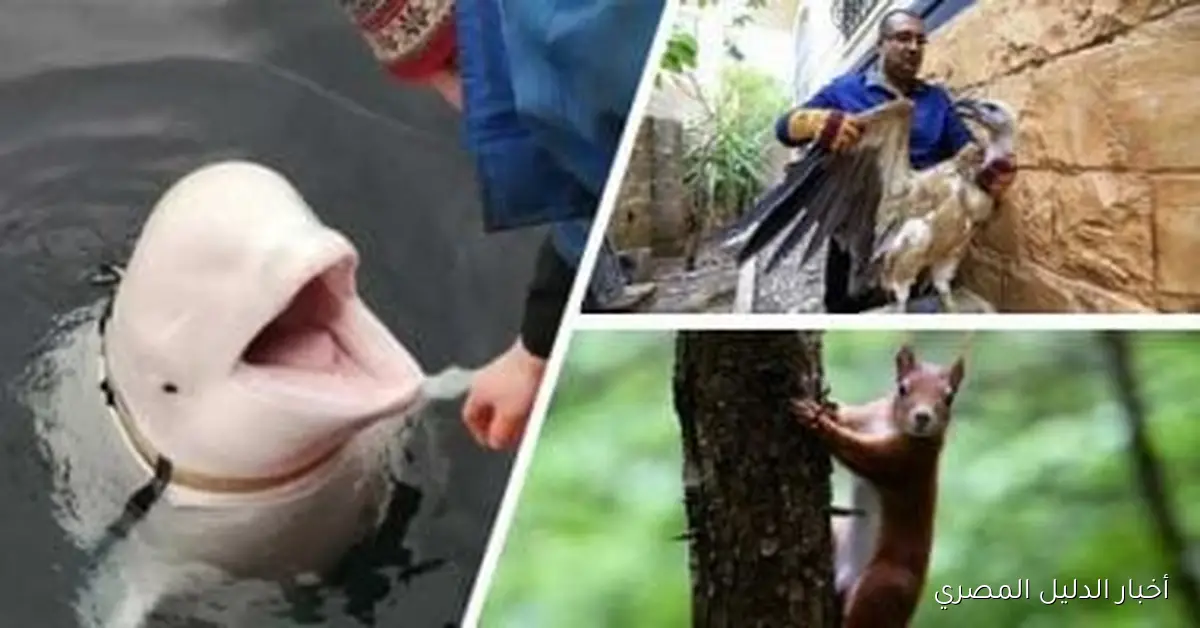 فئران ميتة وحمامات سرية وقطط خفية: أسرار جواسيس أجهزة الاستخبارات من عوالم مريبة