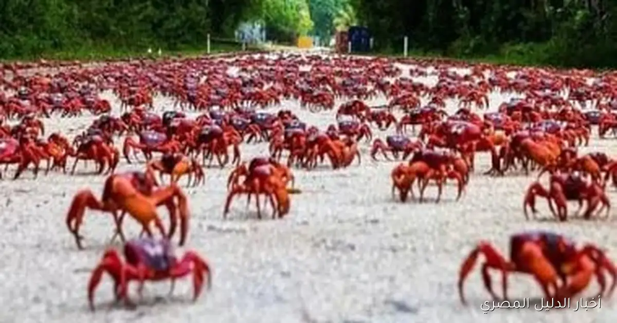 فيضانات حمراء تضرب شوارع جزيرة كريسماس الأسترالية.. شاهد الفيديو