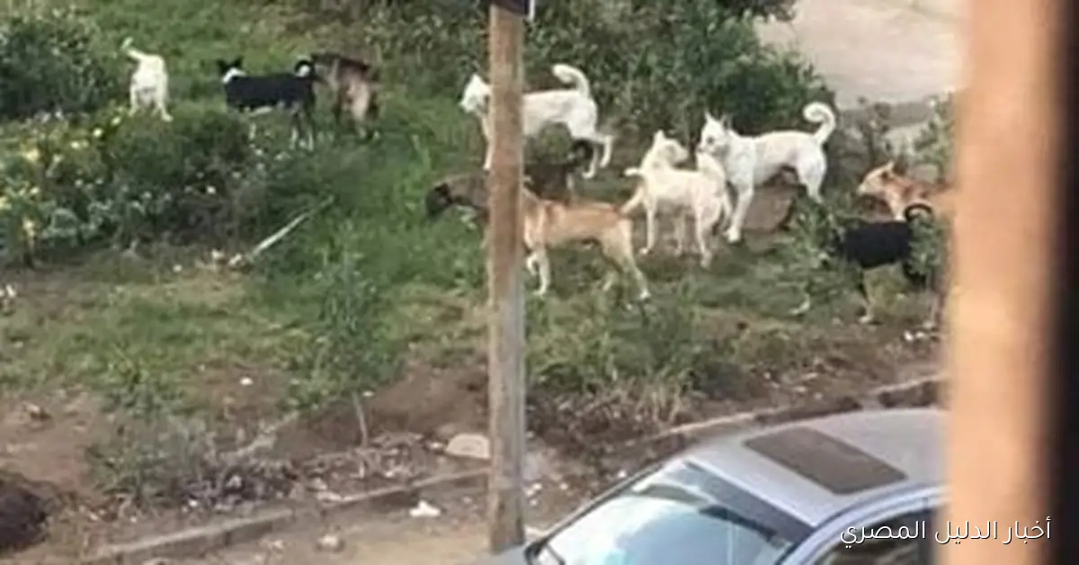 مأساة تسنيم: كلاب تعتدي عليها أمام منزل جدها وتثير غضب الجزائريين