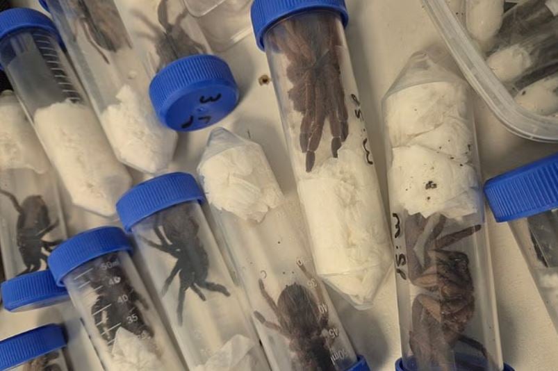 ضبط شحنة تهريب عناكب