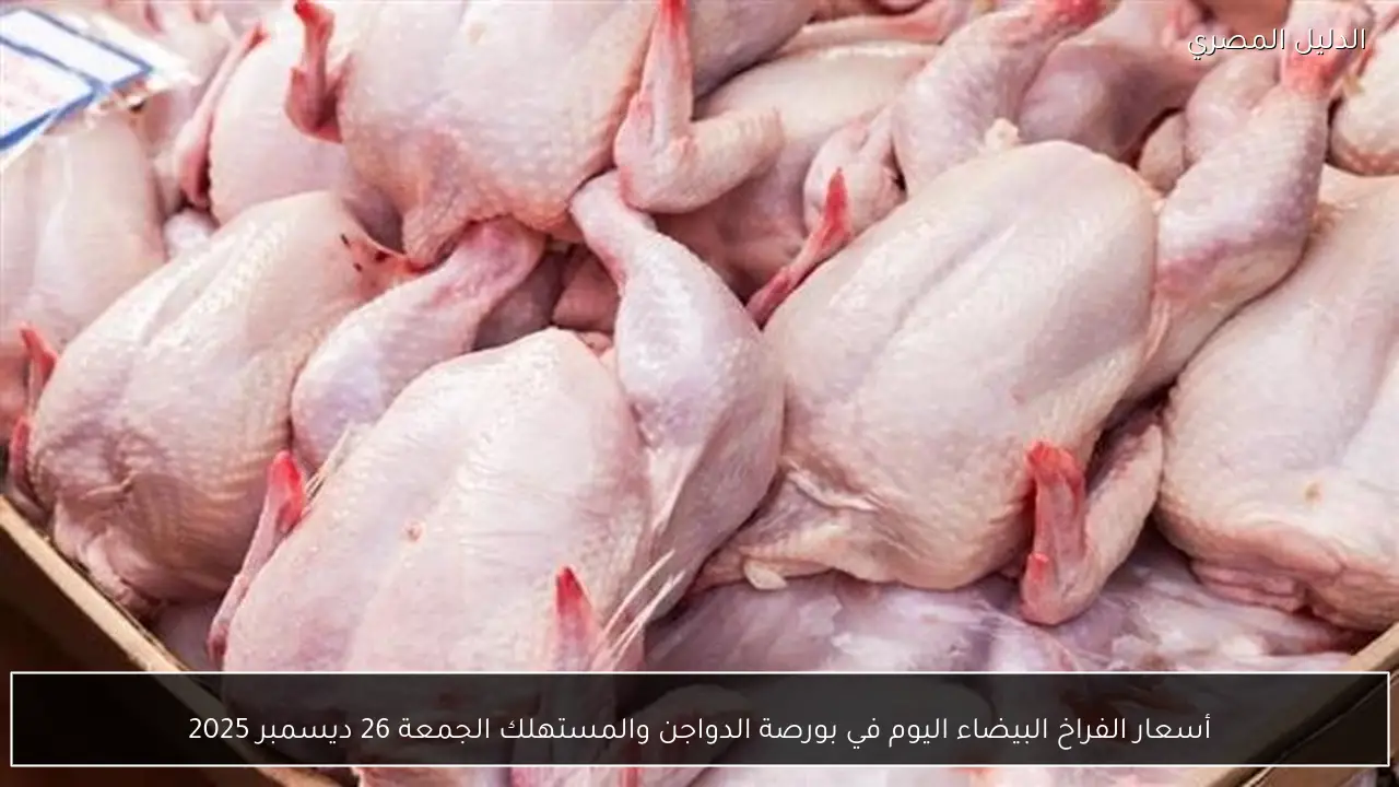 أسعار الفراخ البيضاء اليوم في بورصة الدواجن والمستهلك الجمعة 26 ديسمبر 2025