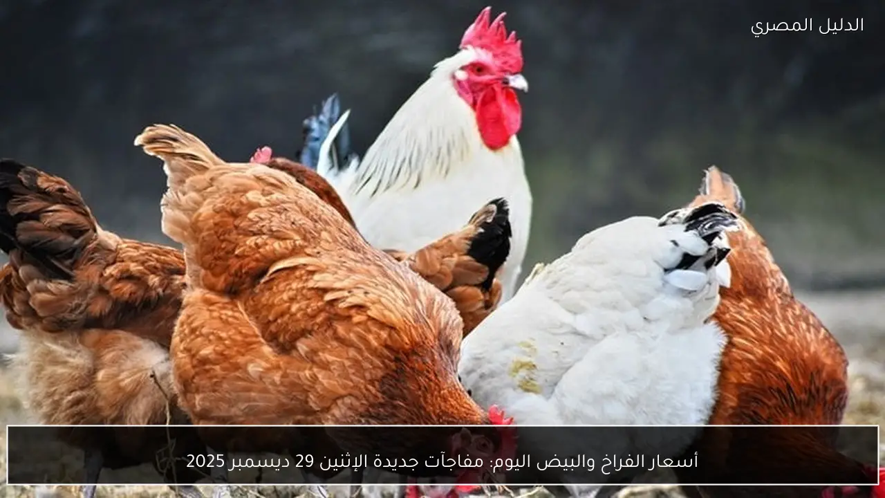 أسعار الفراخ والبيض اليوم: مفاجآت جديدة الإثنين 29 ديسمبر 2025