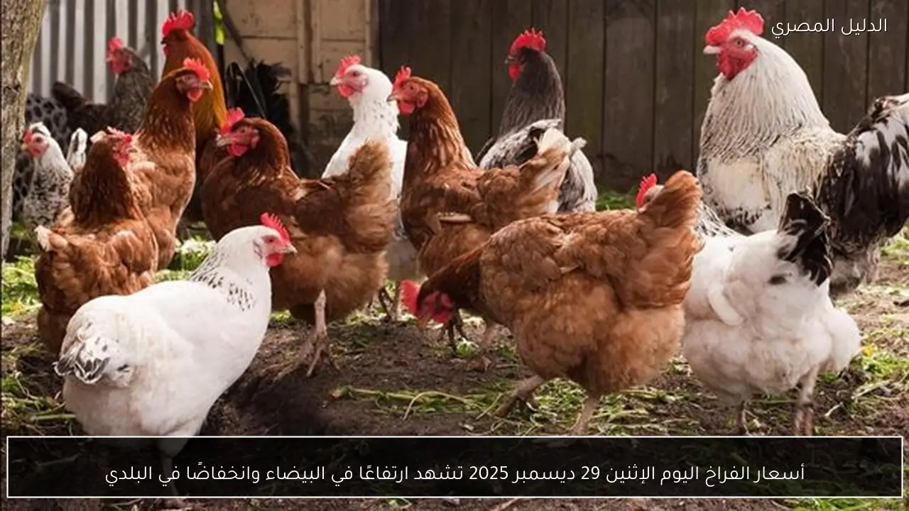 أسعار الفراخ اليوم الإثنين 29 ديسمبر 2025 تشهد ارتفاعًا في البيضاء وانخفاضًا في البلدي