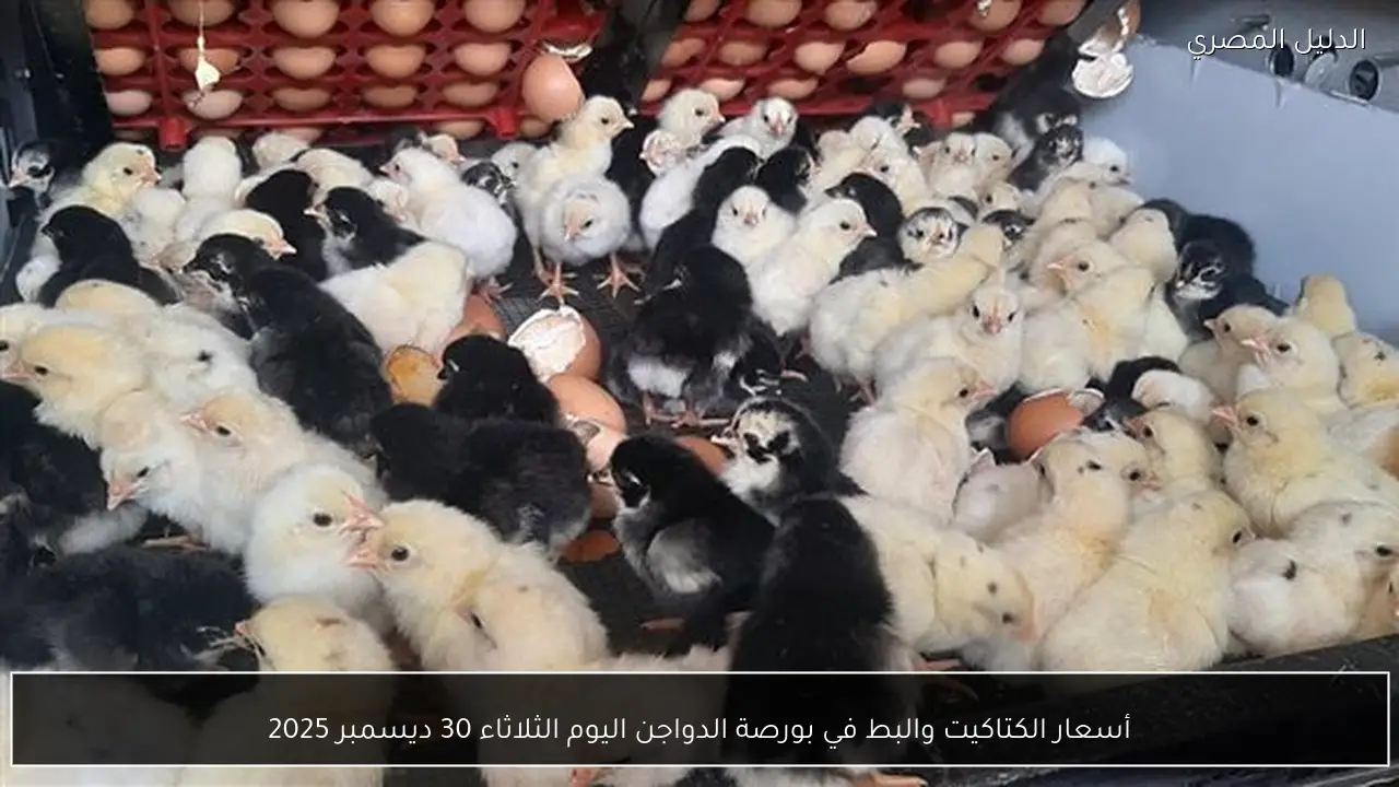 أسعار الكتاكيت والبط في بورصة الدواجن اليوم الثلاثاء 30 ديسمبر 2025