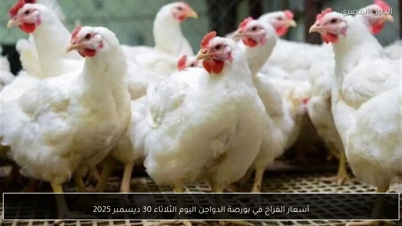 أسعار الفراخ في بورصة الدواجن اليوم الثلاثاء 30 ديسمبر 2025