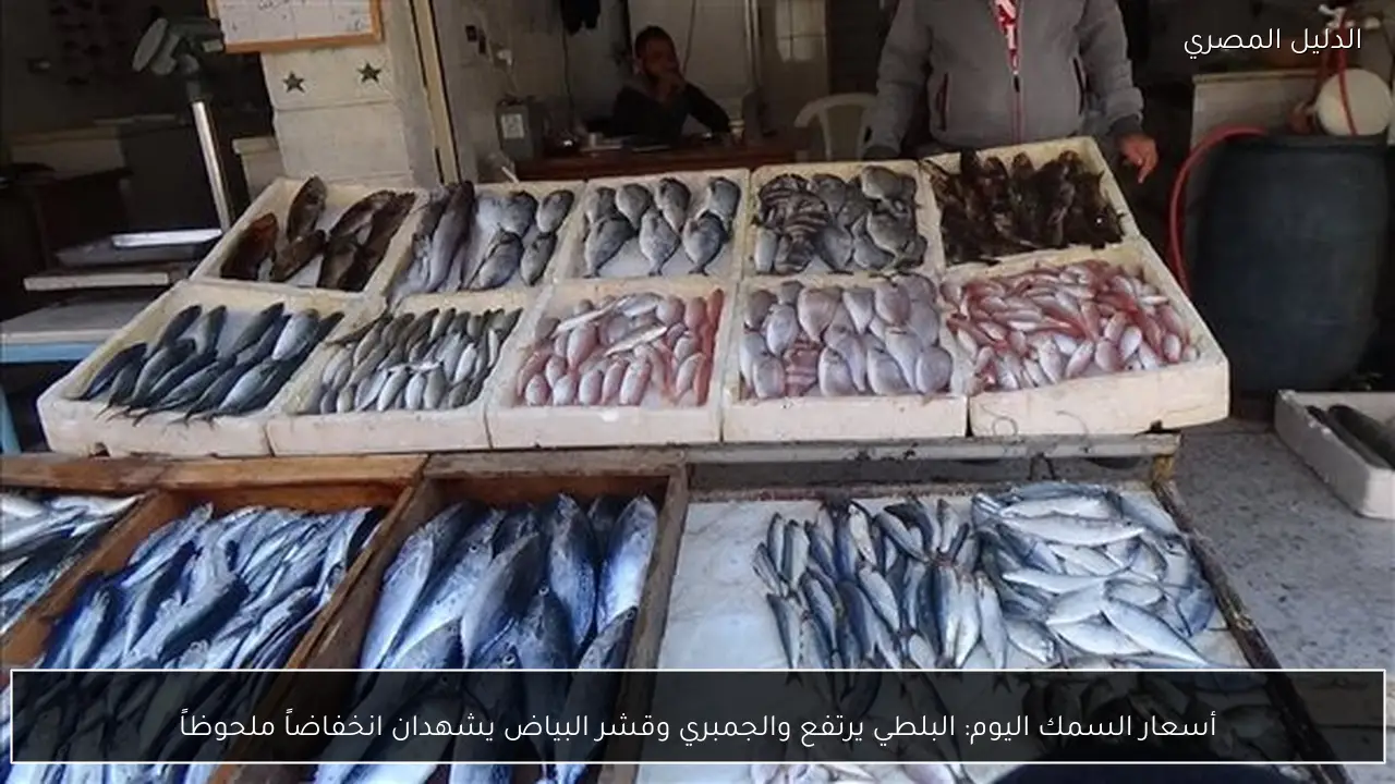 أسعار السمك اليوم: البلطي يرتفع والجمبري وقشر البياض يشهدان انخفاضاً ملحوظاً