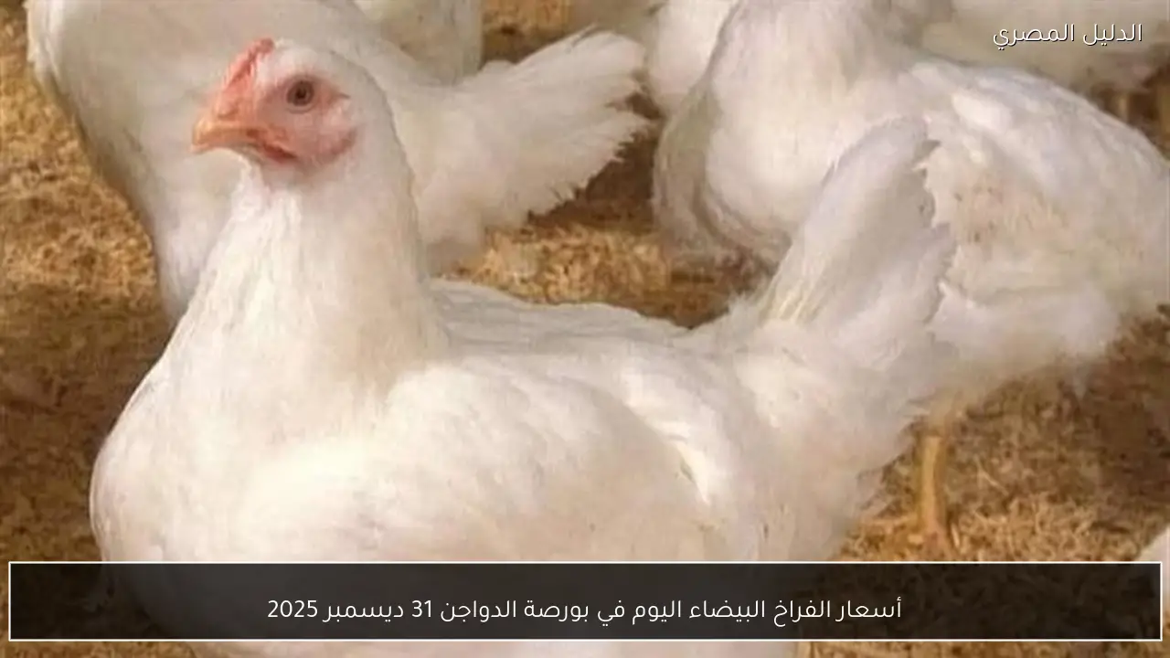 أسعار الفراخ البيضاء اليوم في بورصة الدواجن 31 ديسمبر 2025