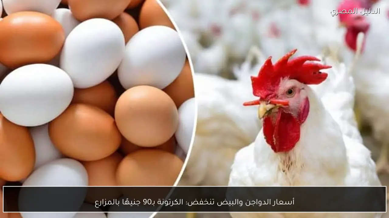 أسعار الدواجن والبيض تنخفض: الكرتونة بـ90 جنيهًا بالمزارع