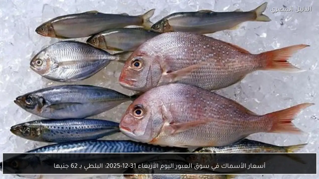 أسعار الأسماك في سوق العبور اليوم الأربعاء 31-12-2025: البلطي بـ 62 جنيها