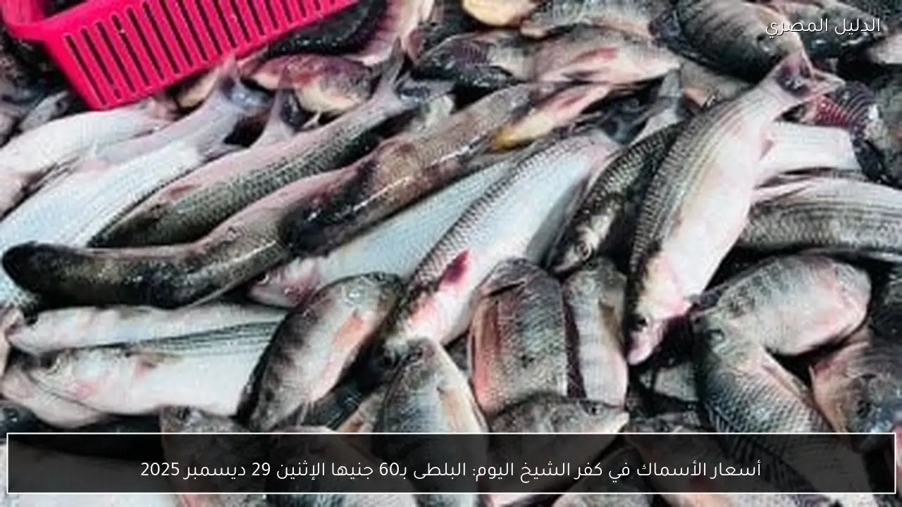 أسعار الأسماك في كفر الشيخ اليوم: البلطى بـ60 جنيها الإثنين 29 ديسمبر 2025