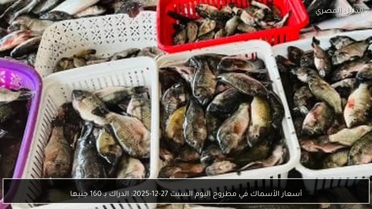 أسعار الأسماك في مطروح اليوم السبت 27-12-2025: الدراك بـ 160 جنيها
