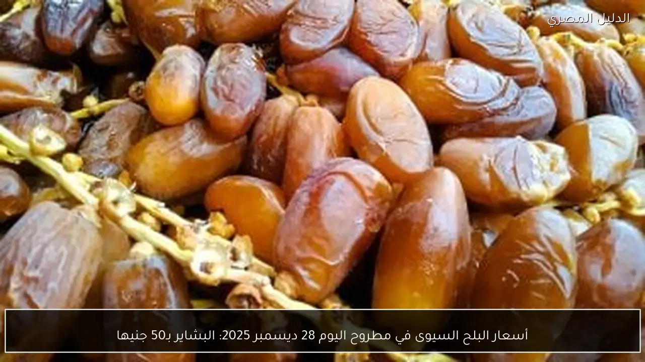 أسعار البلح السيوى في مطروح اليوم 28 ديسمبر 2025: البشاير بـ50 جنيها