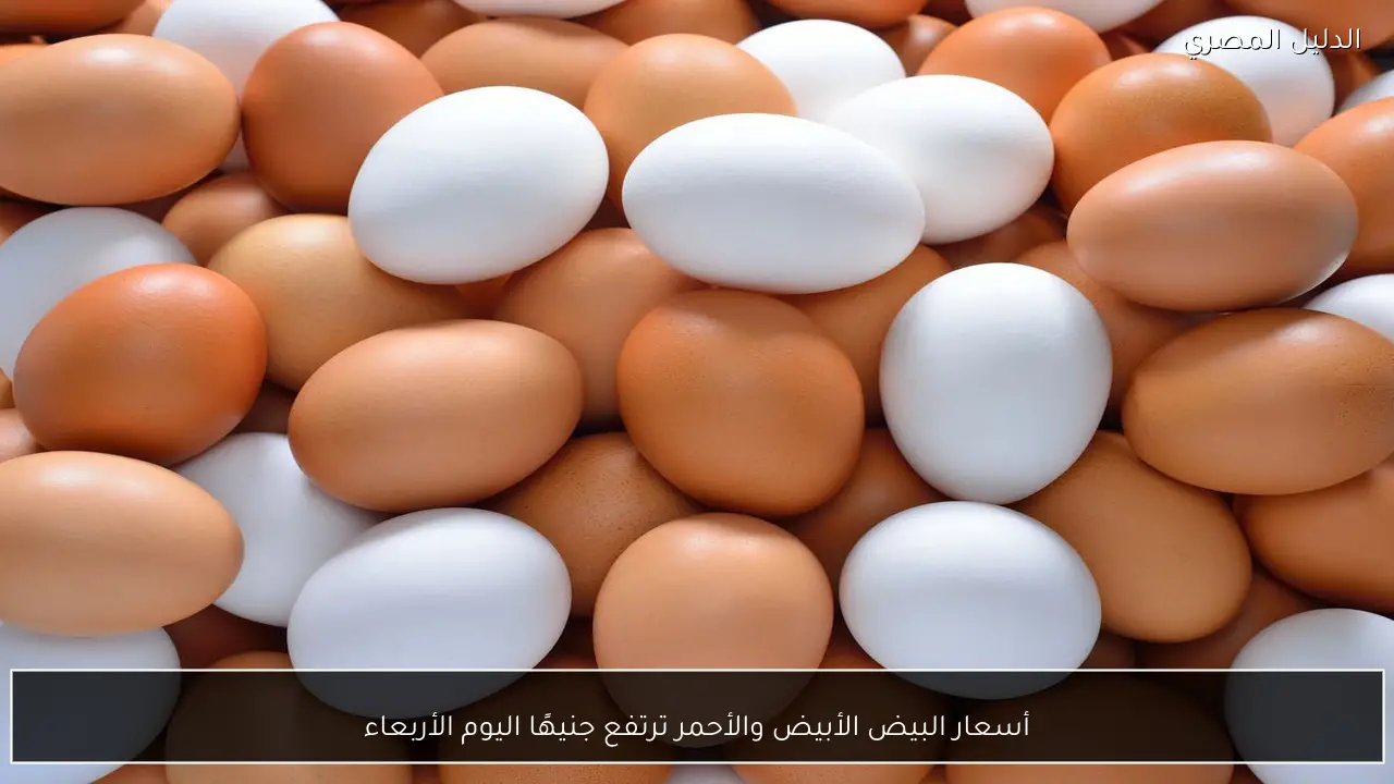 أسعار البيض الأبيض والأحمر ترتفع جنيهًا اليوم الأربعاء