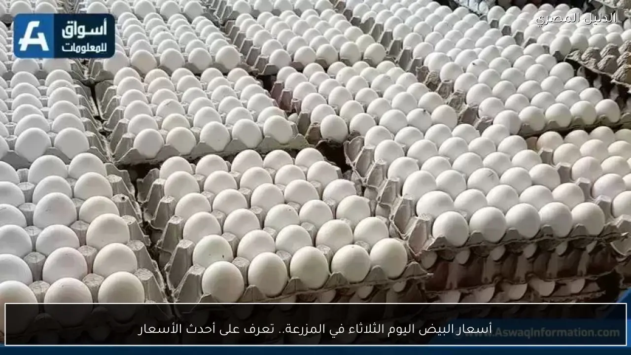 أسعار البيض اليوم الثلاثاء في المزرعة.. تعرف على أحدث الأسعار