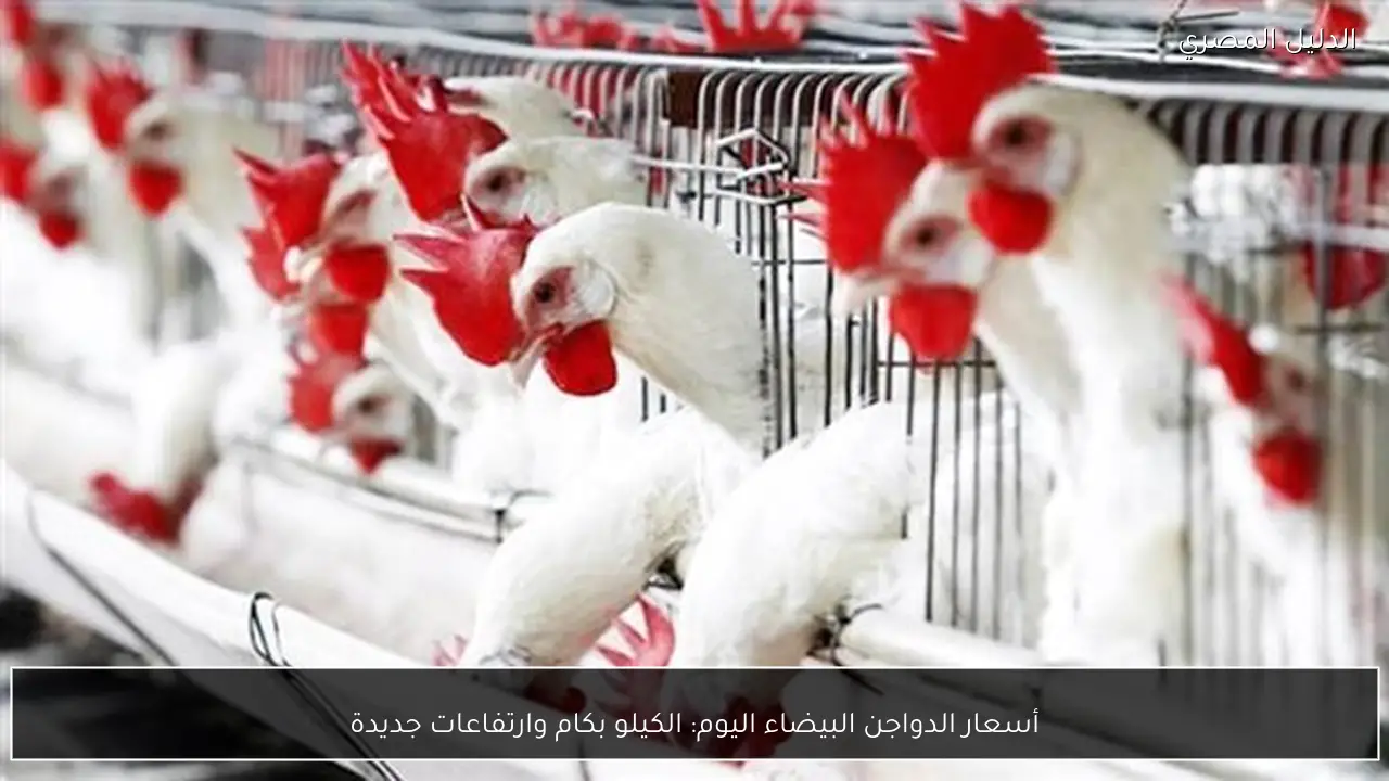 أسعار الدواجن البيضاء اليوم: الكيلو بكام وارتفاعات جديدة