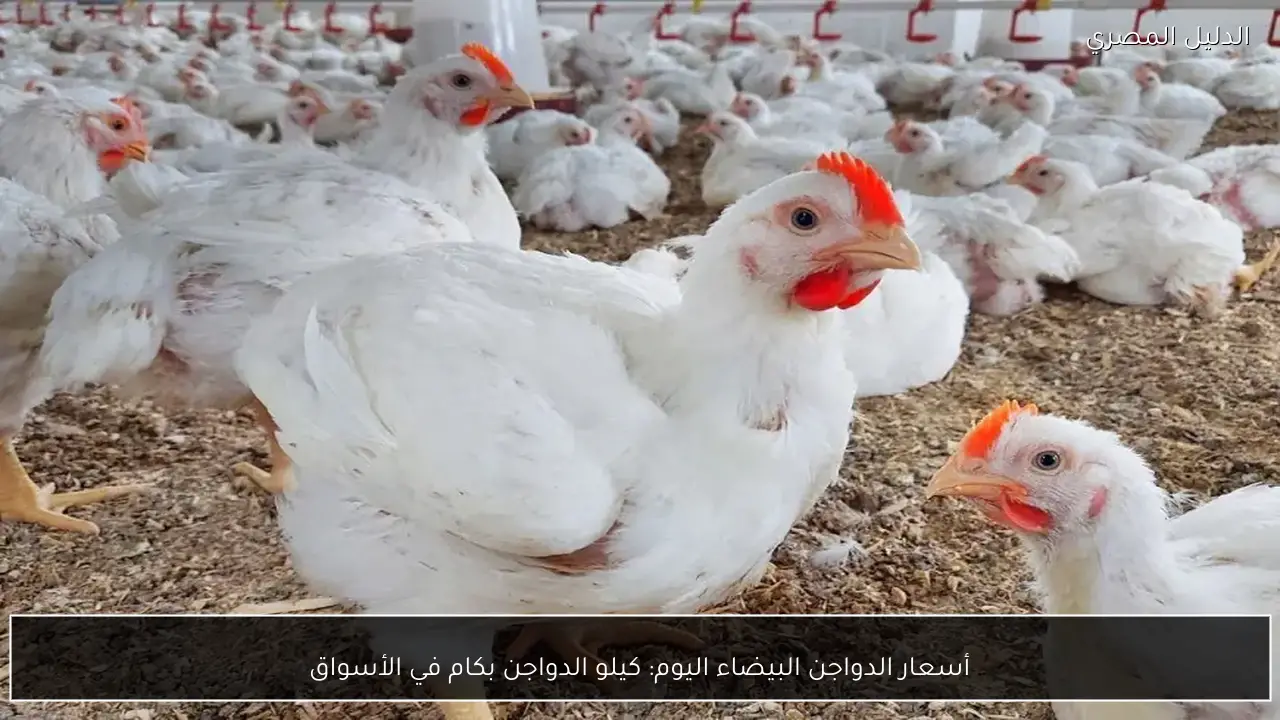 أسعار الدواجن البيضاء اليوم: كيلو الدواجن بكام في الأسواق