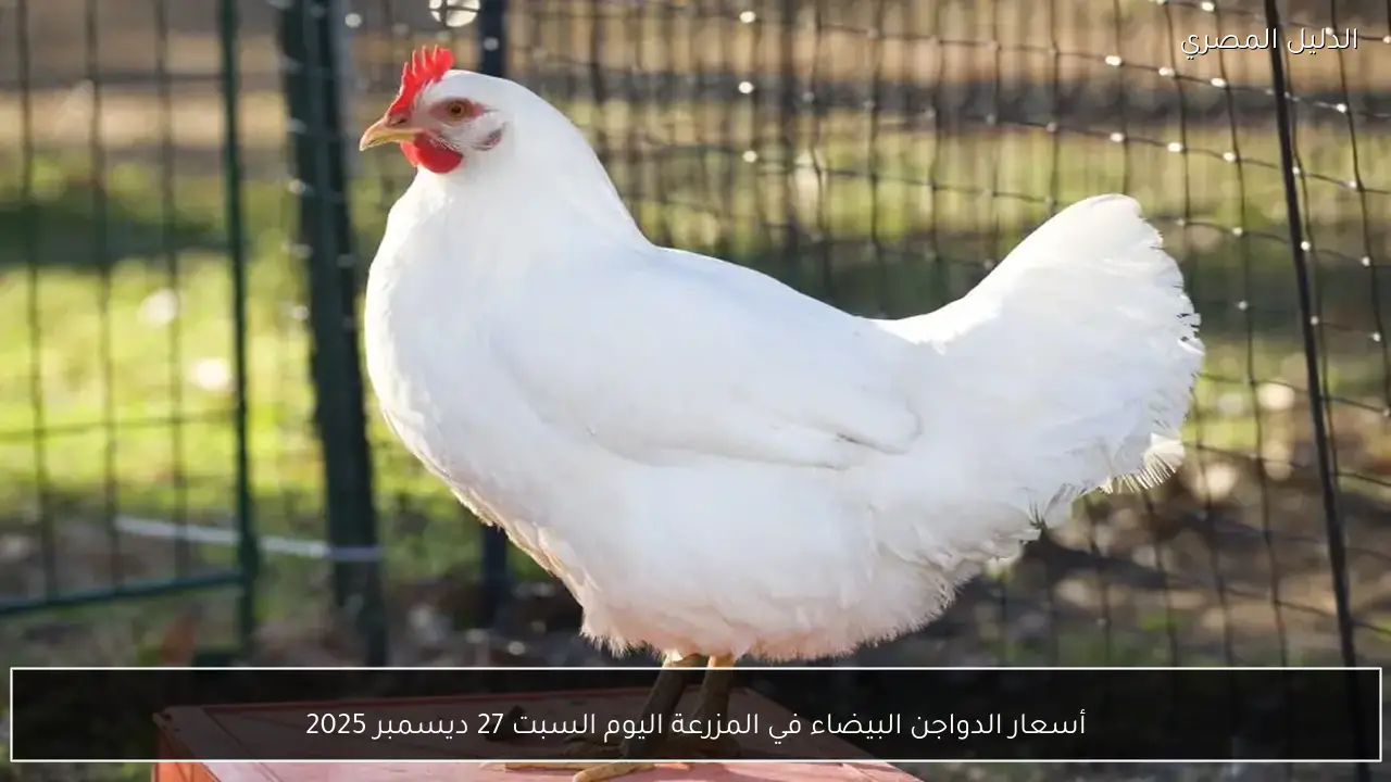 أسعار الدواجن البيضاء في المزرعة اليوم السبت 27 ديسمبر 2025