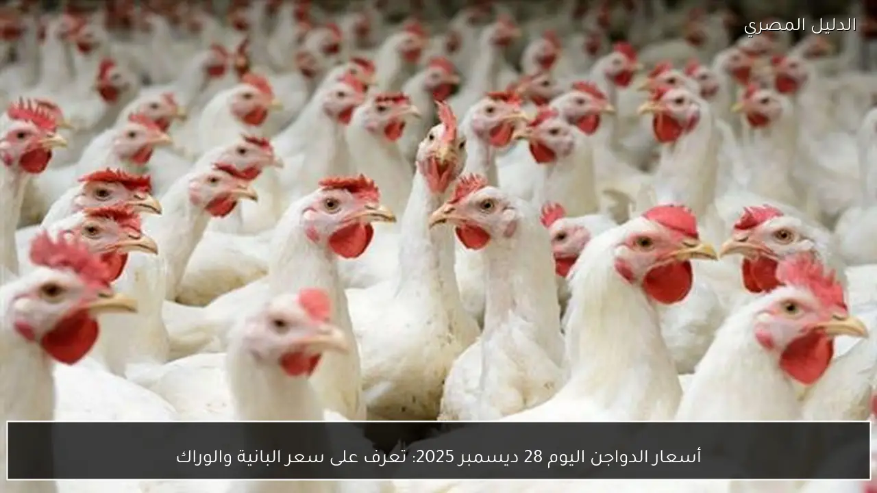 أسعار الدواجن اليوم 28 ديسمبر 2025: تعرف على سعر البانية والوراك