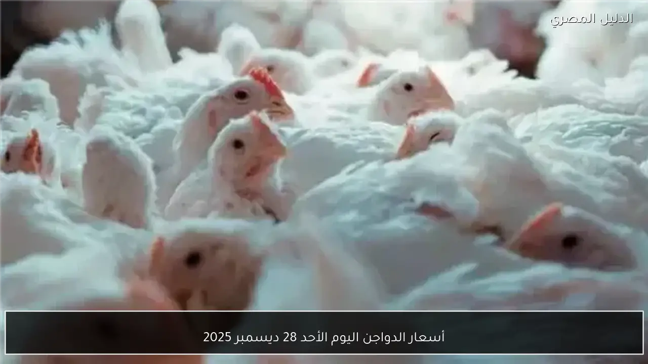 أسعار الدواجن اليوم الأحد 28 ديسمبر 2025