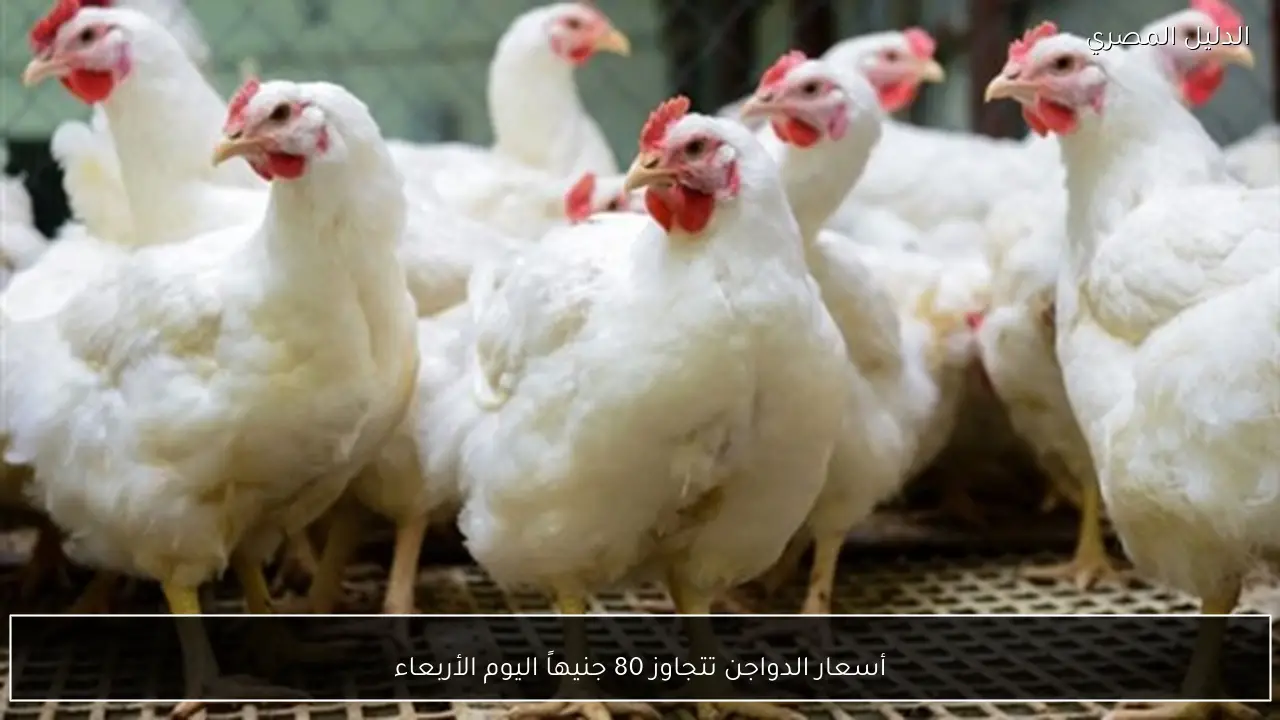 أسعار الدواجن تتجاوز 80 جنيهاً اليوم الأربعاء