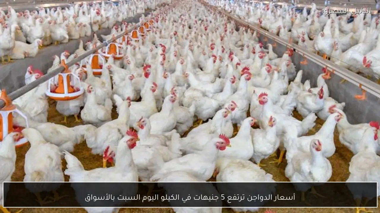 أسعار الدواجن ترتفع 5 جنيهات في الكيلو اليوم السبت بالأسواق