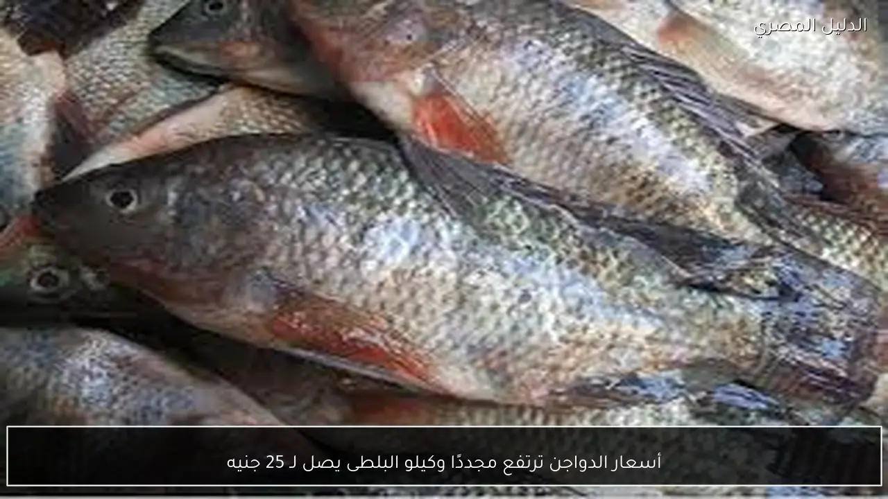 أسعار الدواجن ترتفع مجددًا وكيلو البلطى يصل لـ 25 جنيه