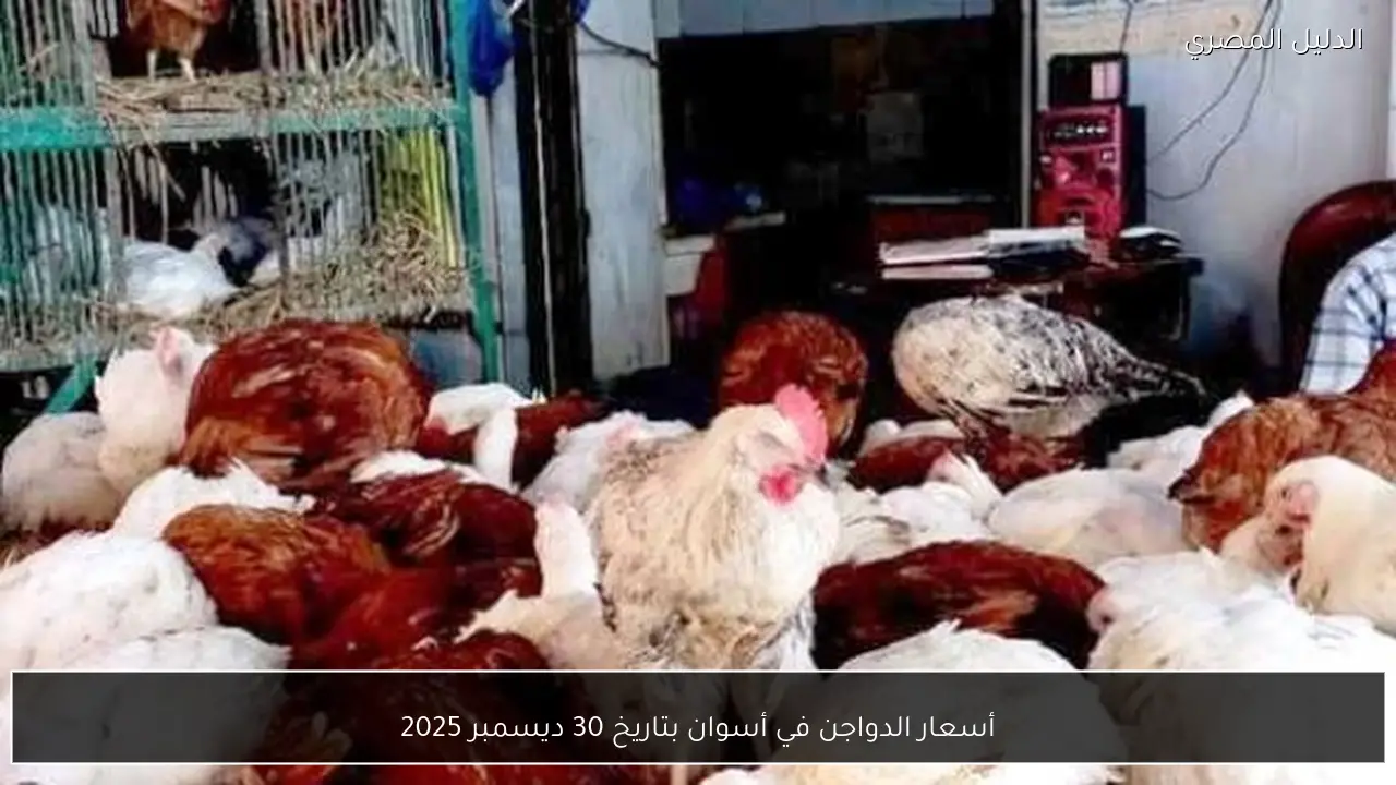 أسعار الدواجن في أسوان بتاريخ 30 ديسمبر 2025