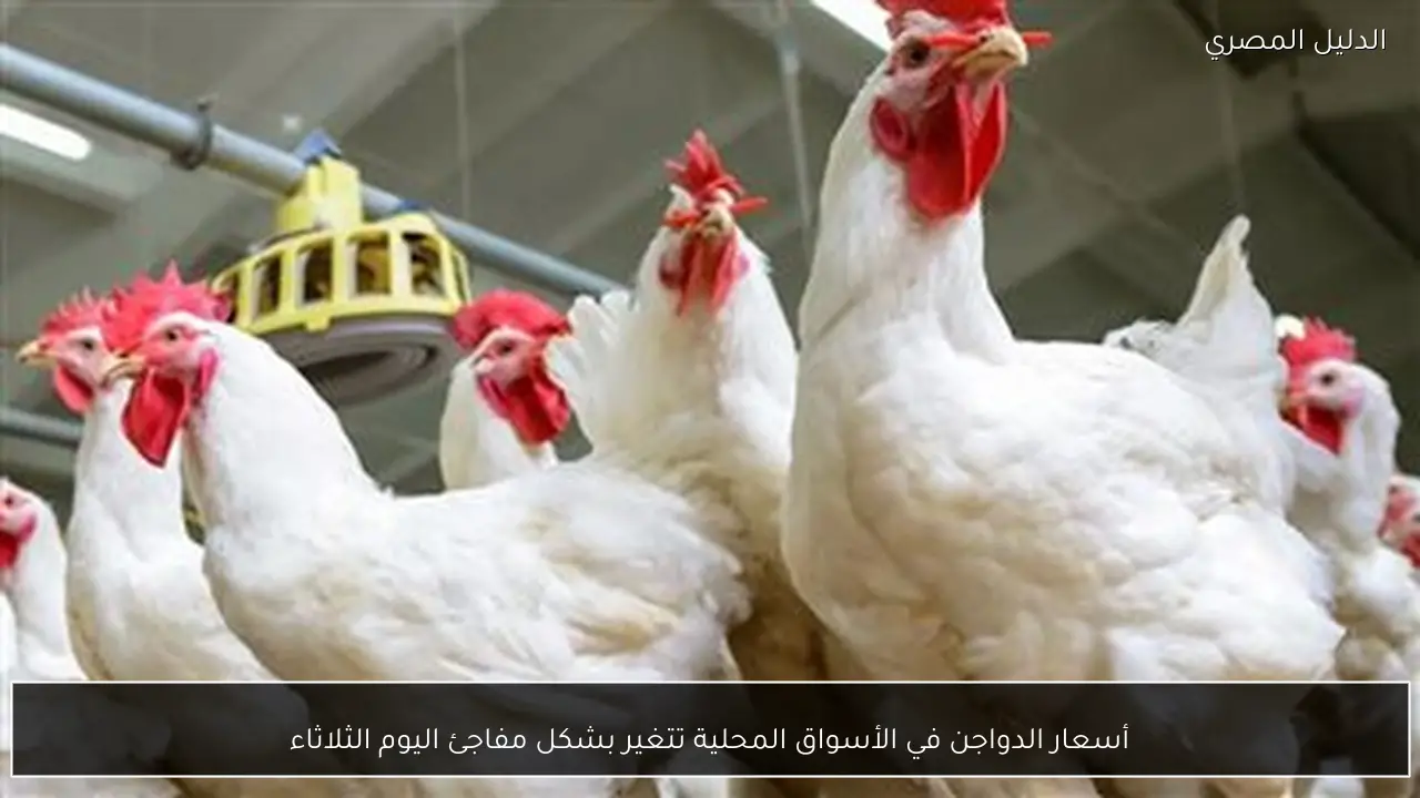 أسعار الدواجن في الأسواق المحلية تتغير بشكل مفاجئ اليوم الثلاثاء