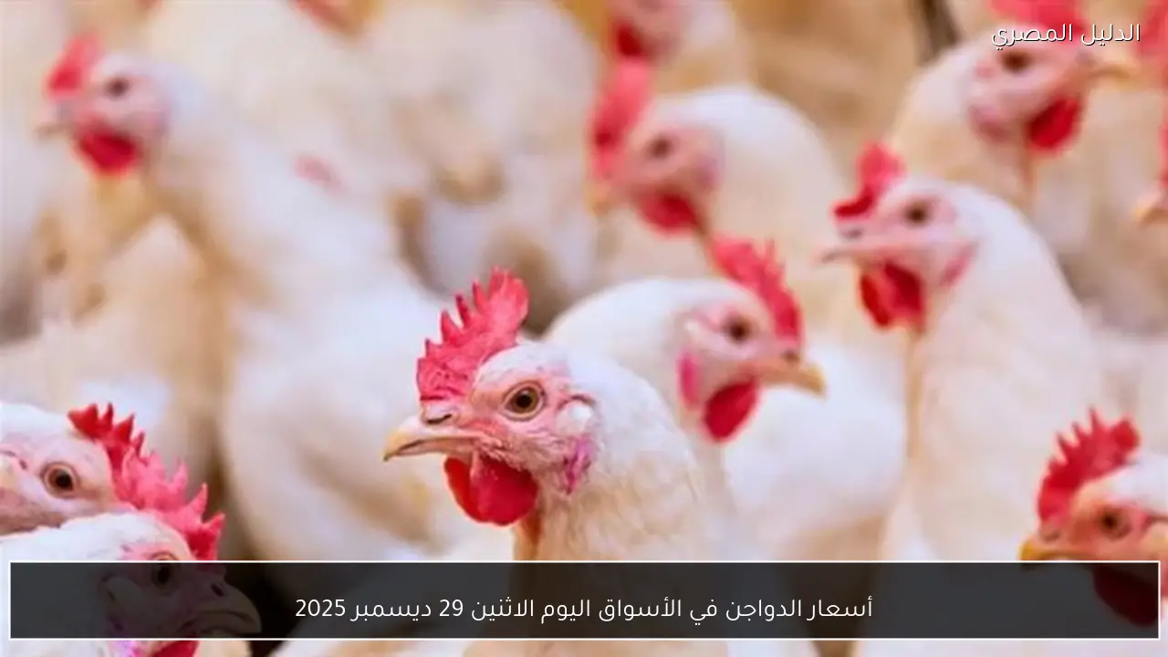 أسعار الدواجن في الأسواق اليوم الاثنين 29 ديسمبر 2025