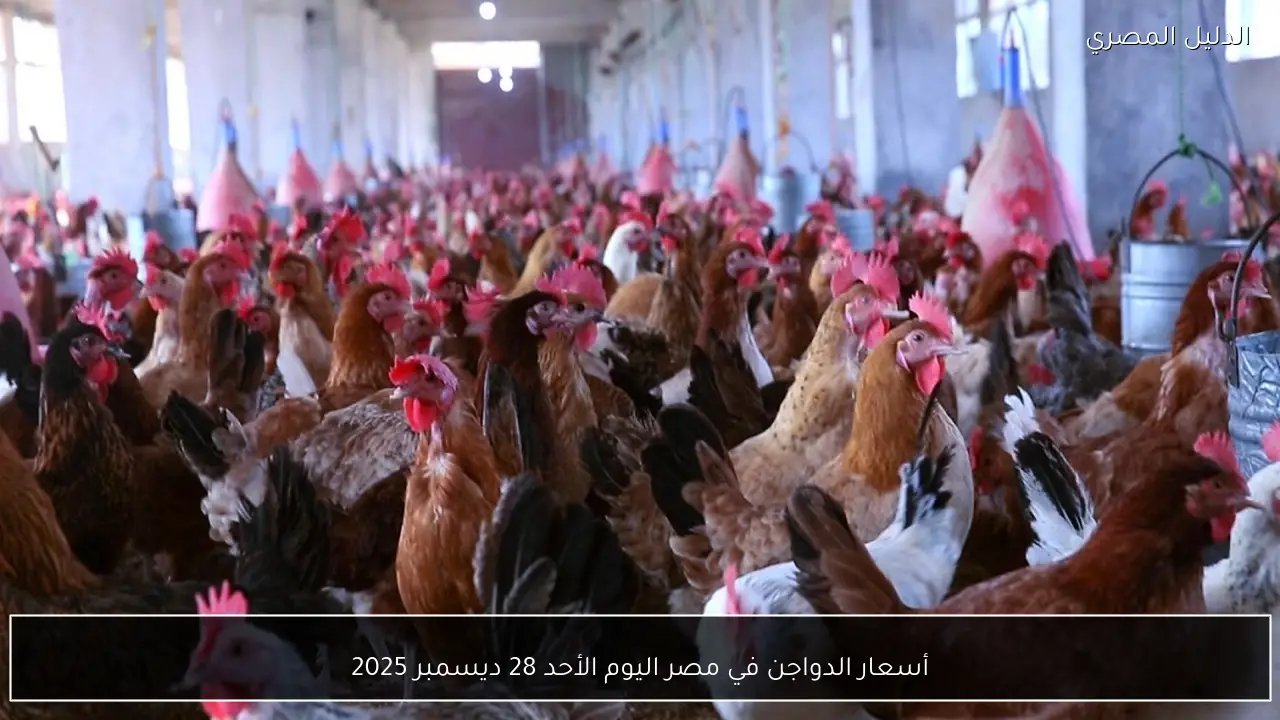 أسعار الدواجن في مصر اليوم الأحد 28 ديسمبر 2025