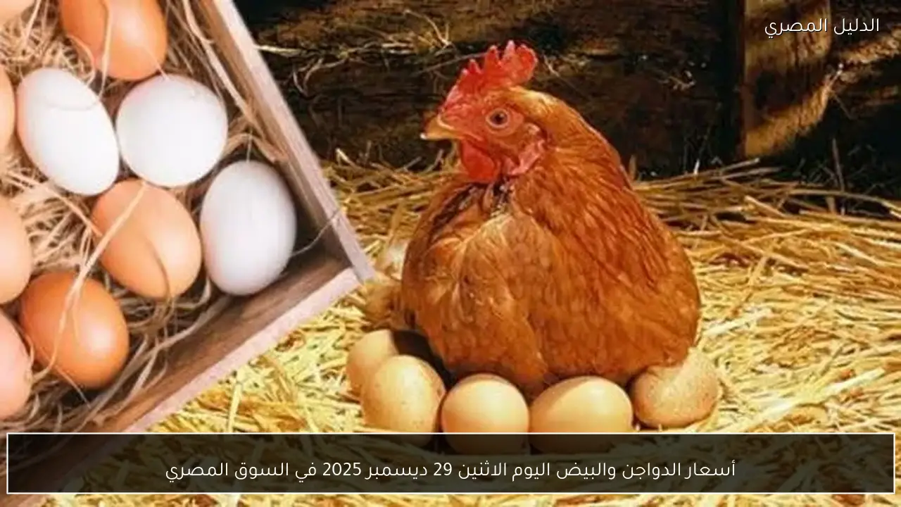 أسعار الدواجن والبيض اليوم الاثنين 29 ديسمبر 2025 في السوق المصري