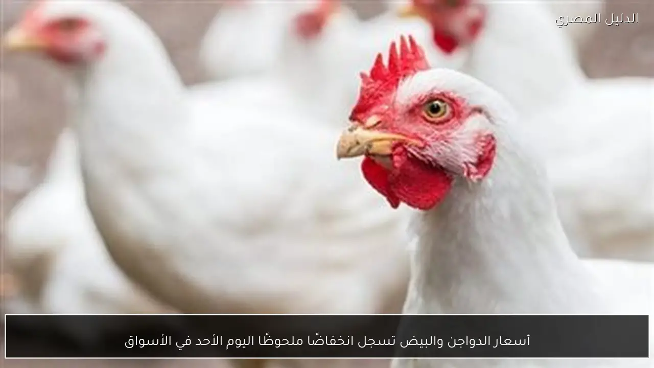 أسعار الدواجن والبيض تسجل انخفاضًا ملحوظًا اليوم الأحد في الأسواق